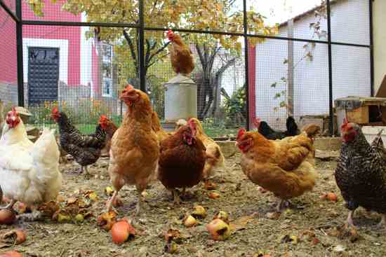 How to Choose the Right Breed of Chicken for Your Backyard Coop
